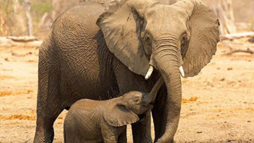 Elephants 'understand human gesture'