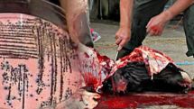 В изъятом в Лорийской области Армении мясе обнаружен возбудитель сибирской язвы