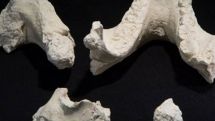 New species of ancient human found - scientists
