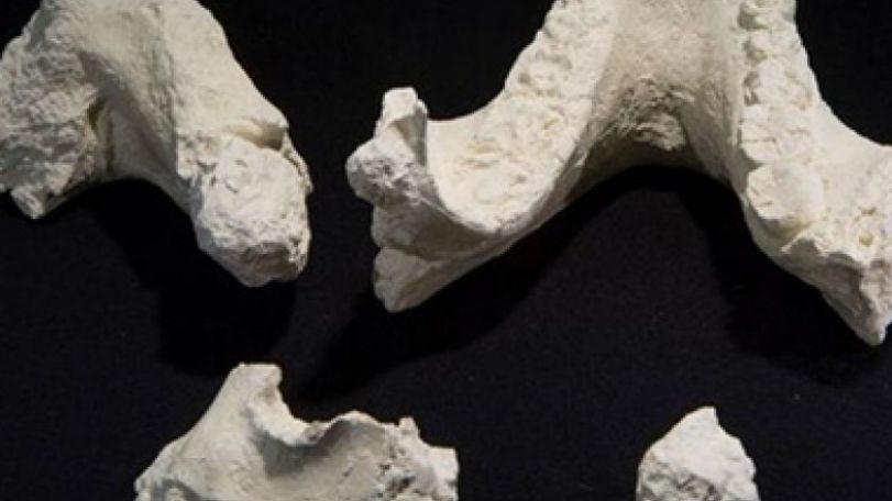 New species of ancient human found - scientists