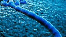 Ebola's 'Achilles heel' is identified