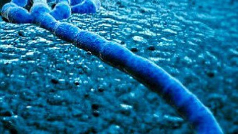 Ebola's 'Achilles heel' is identified