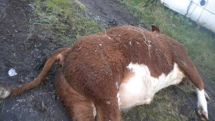 Azerbaijani soldiers are fed by carrion and meat of sick animals; officials however are not concerned with this problem 