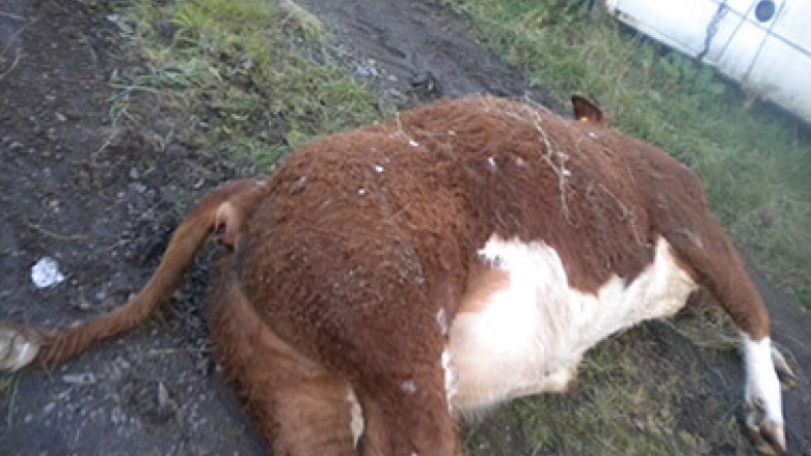 Azerbaijani soldiers are fed by carrion and meat of sick animals; officials however are not concerned with this problem 