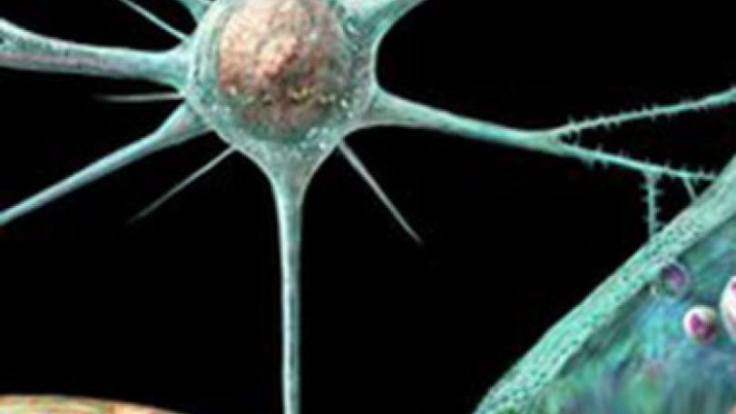 US patients in brain disease scare
