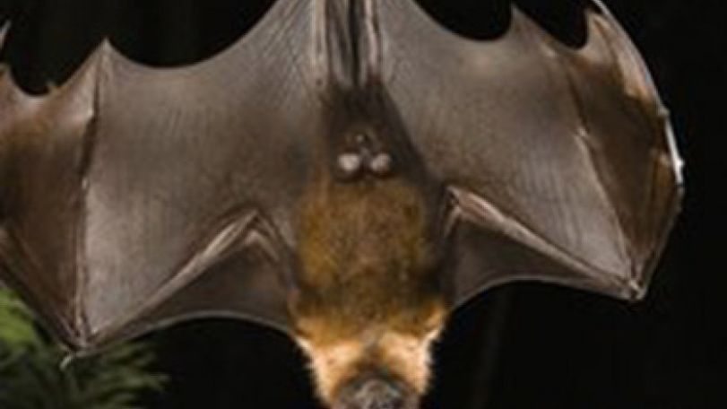 Mammals harbour 'at least 320,000 new viruses'