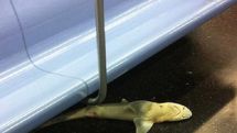 Shark found on New York subway car