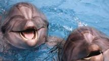 Dolphins 'call each other by name'