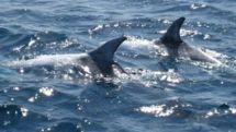 World Whale and Dolphin Day: save the giants