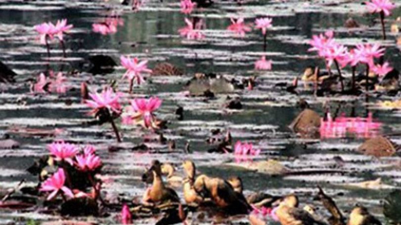 World Migratory Bird Day on May 11 and 12