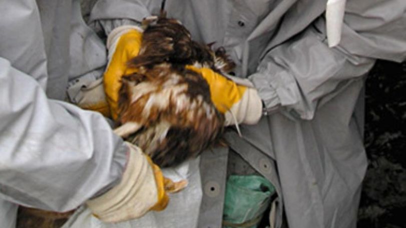 В Китае число заболевших вирусом птичьего гриппа H7N9 увеличилось до 129 человек 