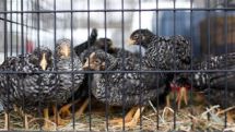 Импортированная из Турции в Армению партия цыплят находится в карантине и в магазины не попадет  