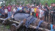 World's largest crocodile dies in Philippines