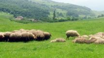 В случае сдачи в аренду Ирану пастбищ в Сюникской области от Армении могут отвернуться международные организации 