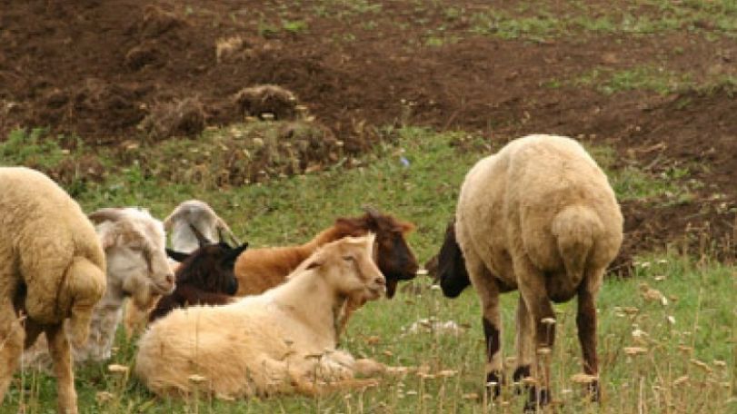 Հայկական կողմը չգիտի՞ ինչ անի