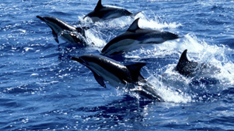 What is this high school? Dolphins also have social cliques  