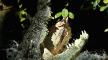 South African crocodiles 'in mass escape'