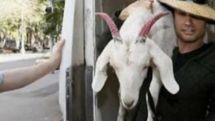 Flower-eating goat cleared of vandalism