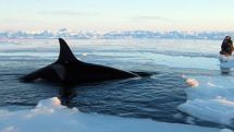 Killer whales trapped under Canada ice
