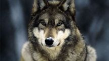 War on wolves in Russia’s Yakutia