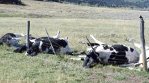 European cows can’t stand poor living conditions in Azerbaijan 