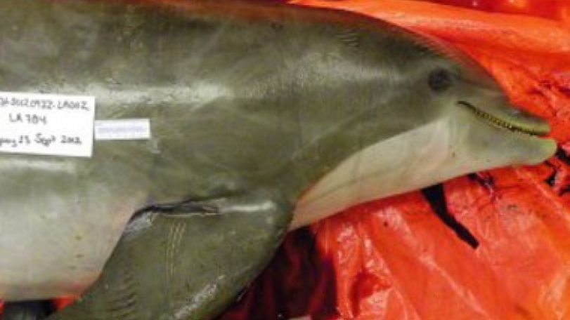 Race on to find Gulf Coast dolphin killers