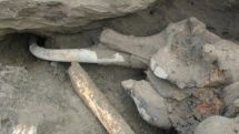 Boy discovers rare, nearly intact woolly mammoth