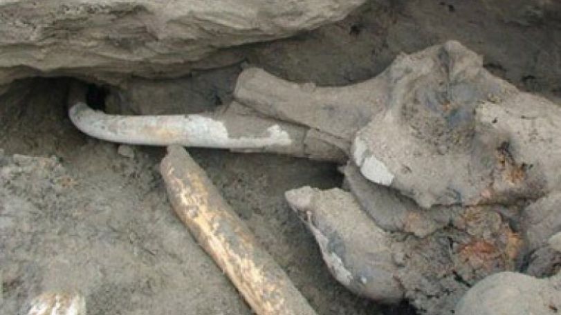 Boy discovers rare, nearly intact woolly mammoth