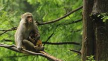 Ebola drug cures monkeys infected with West African virus strain