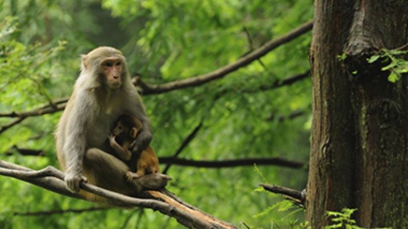 Ebola drug cures monkeys infected with West African virus strain