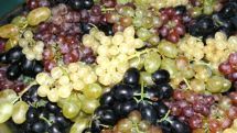 Armenian Apostolic Church to hold grape blessing ceremony on August 12 