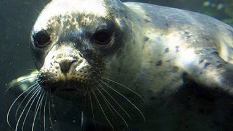 New bird flu virus killing US baby seals