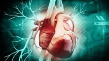 Heart attack patients may regrow cardiac cells by 2020 thanks to breakthrough discovery