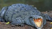 Mexican policeman suspended over crocodile shooting