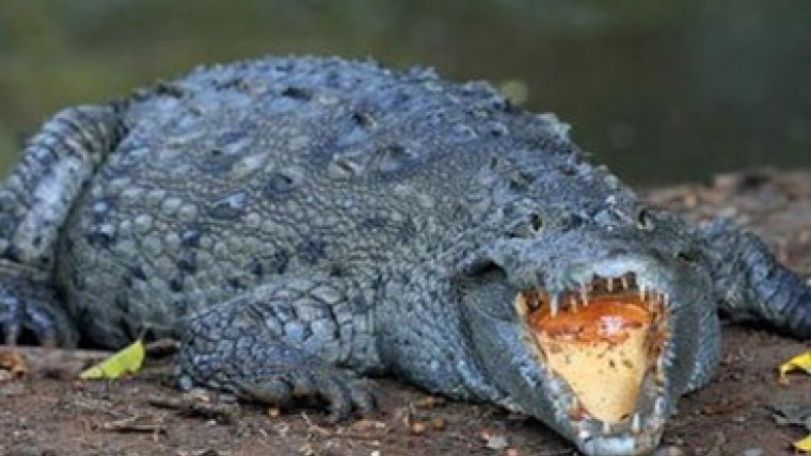 Mexican policeman suspended over crocodile shooting