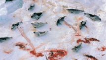 Canadian government greenlights murder of half a million seals    