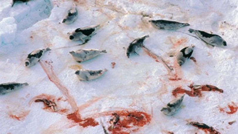Canadian government greenlights murder of half a million seals    