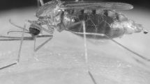 WHO declares Armenia malaria-free zone