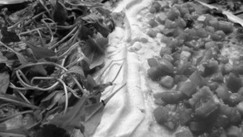 Second week of the Italian Cuisine kicks off on September 26