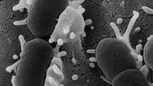 E.coli infection killed a 2-year-old boy in Germany