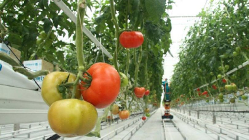 Ջերմոցային տնտեսություն ենք զարգացնում, բայց հարևաններից մեծ քանակությամբ լոլիկ ու վարունգ ենք ներմուծում
