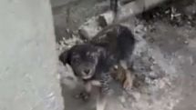 The Independent: Homeless animals shot, beaten and burnt ahead of European Games in Baku