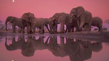 World Wildlife Day is observed today 