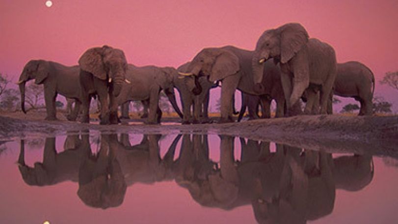 World Wildlife Day is observed today 
