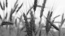 Wheat prices grew high in international market