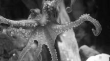 Paul the Octopus has French successor