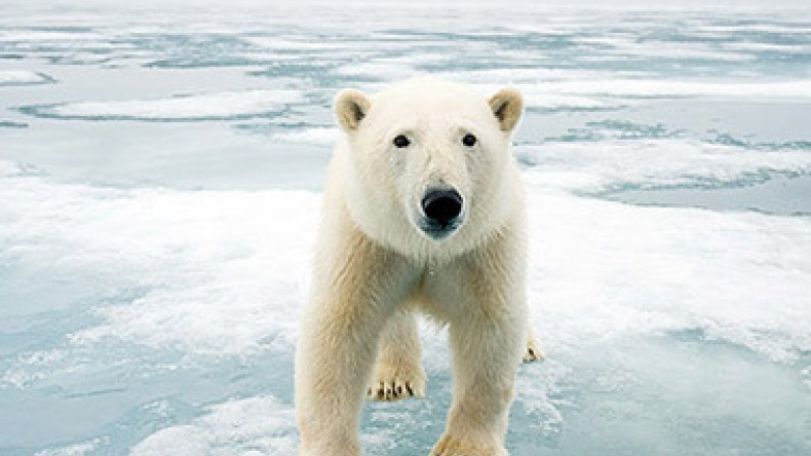 International Polar Bear Day is observed today 
