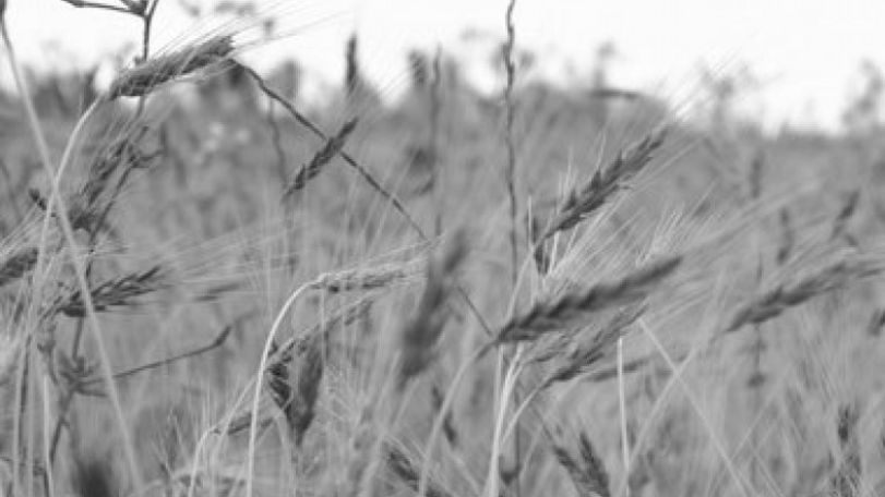  Russia will export grain with some exceptions