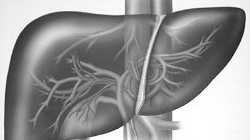 Scientists build liver from skin cells
