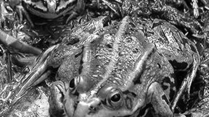 EU interested in increasing exports of frogs from Georgia